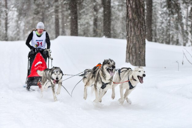 Cães de trenó puxando musher em trenó