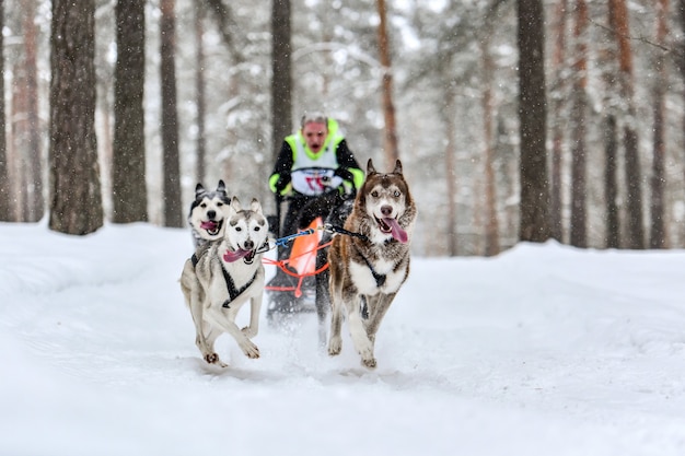 Cães de trenó puxando musher em trenó