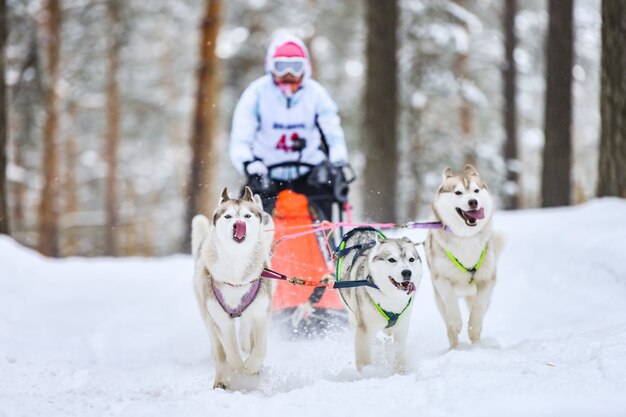 Cães de trenó puxando musher em trenó