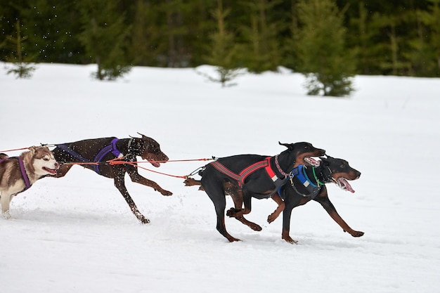 Cães de trenó puxando musher no trenó