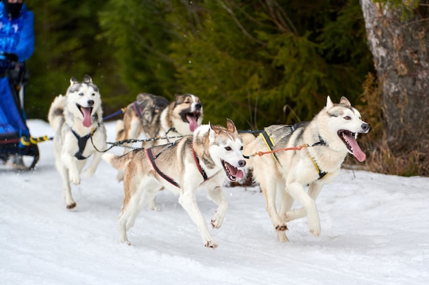 Cães de trenó puxando musher no trenó