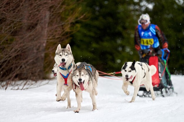 Cães de trenó puxando musher no trenó