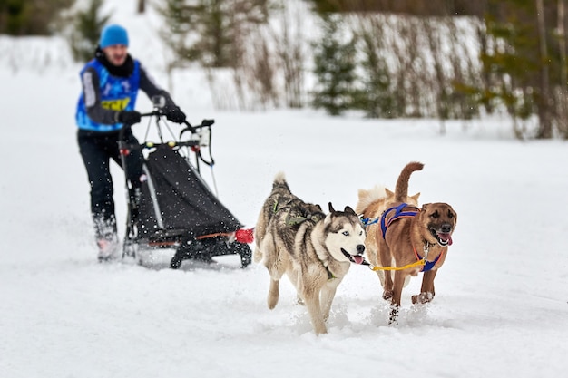 Cães de trenó puxando musher no trenó