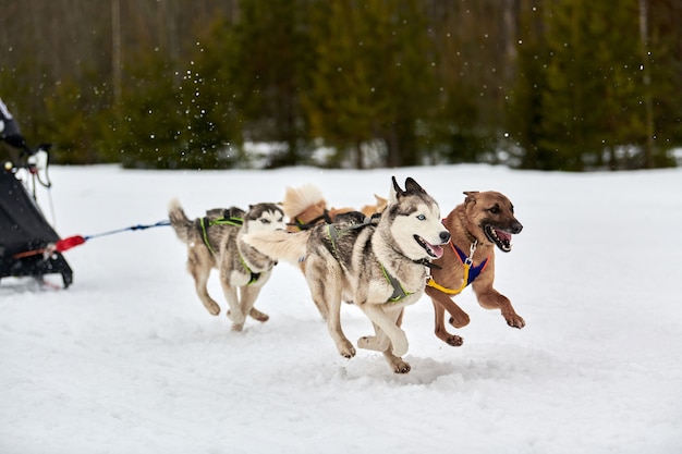 Cães de trenó puxando musher no trenó