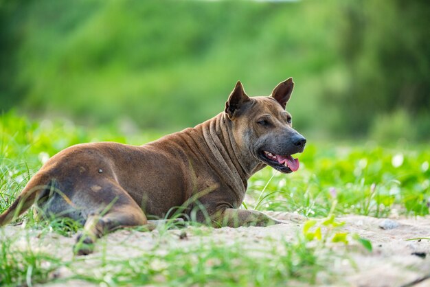 Cães deitado descontraído