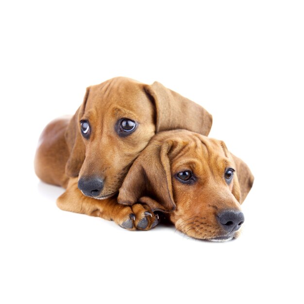 Cães dois filhotes de Dachshund fofos isolados
