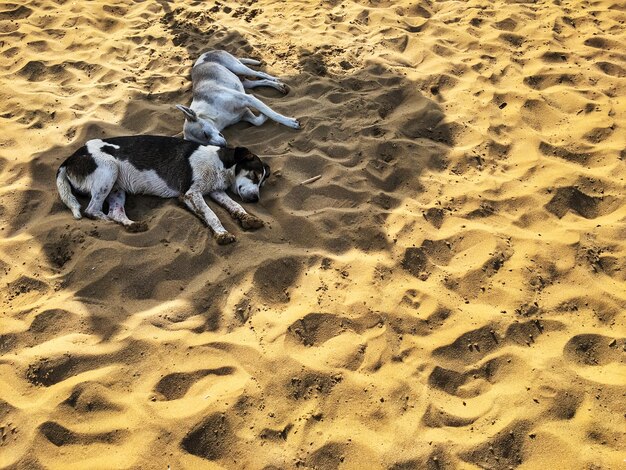 Foto cães dormindo na praia