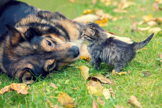 Cães e gatinhos são melhores amigos brincando juntos ao ar livre