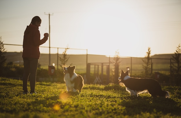 Cães e treinador