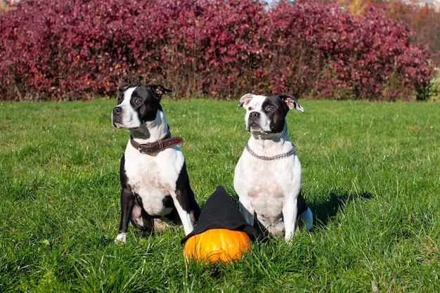 Cães em chapéus de bruxa com uma abóbora em um fundo de folhas amarelas Celebração de Halloween