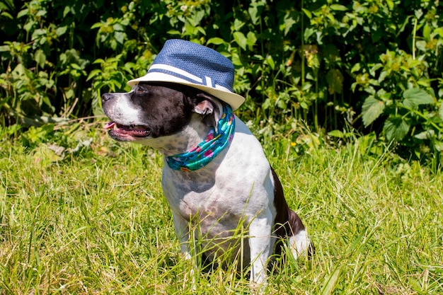 Cães em uma caminhada em chapéus engraçados ao ar livre