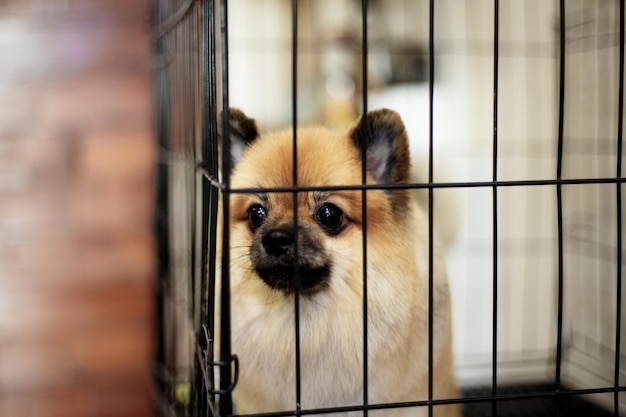 Foto cães em uma gaiola