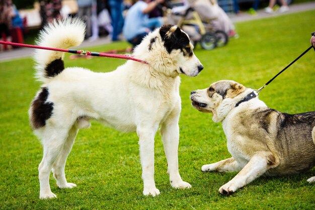 Cães emocionais engraçados estão brincando na grama verde