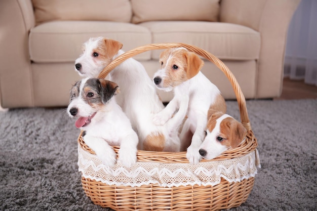 Cães engraçados bonitos na cesta de vime em casa