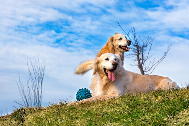 Foto cães engraçados golden retriever retratos de animais de estimação felizes ao ar livre