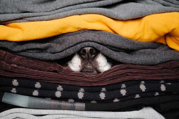 Foto cães escondendo o nariz entre as texturas de camisolas e roupas quentes