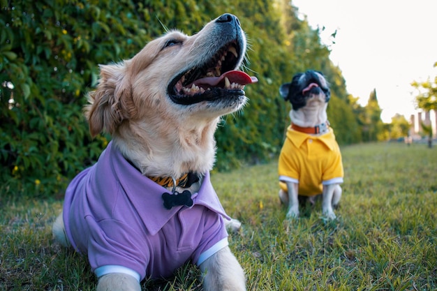 cães felizes na natureza