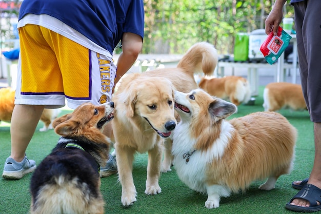 Cães felizes Welsh Corgi Pembroke com amigos brincam e fazem exercícios juntos no parque de animais de estimação com grama artificial