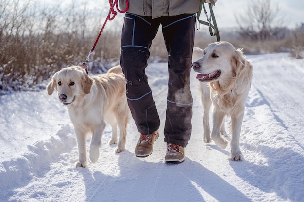 Cães Golden Retriever na natureza de inverno