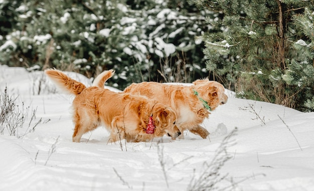 Cães golden retriever no inverno