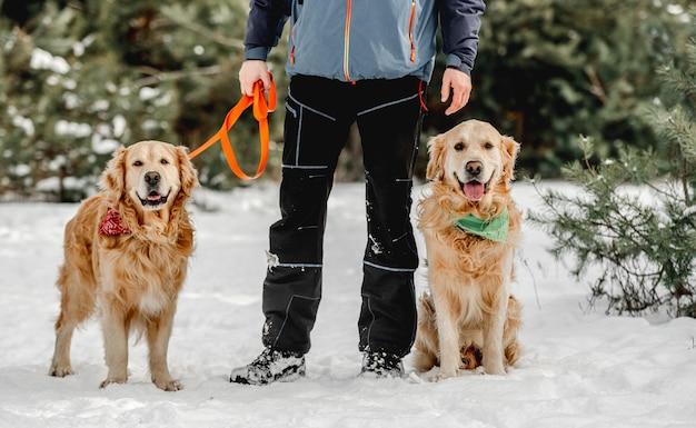 Cães golden retriever no inverno