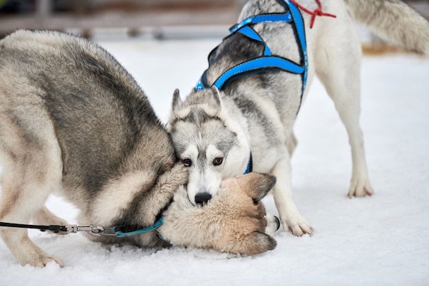 Cães Husky brincando na neve