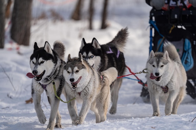 Cães husky no arnês husky no inverno