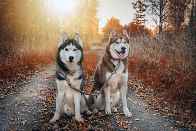 Cães husky siberiano em caminhada no parque ensolarado de outono