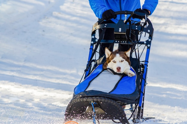 Cães husky siberiano engraçados no chicote de fios. competição de corrida de cães de trenó.