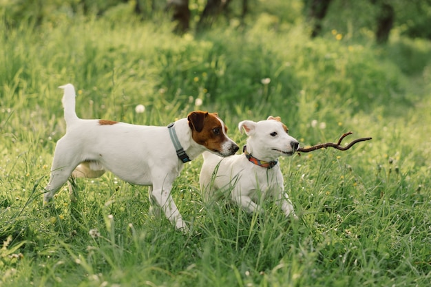 Cães jack russell terrier no prado. cães jack russell terrier na natureza.