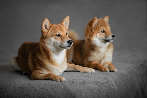 Cães japoneses Shiba Inu Mãe e filha cachorros shiba inu deitam no sofá