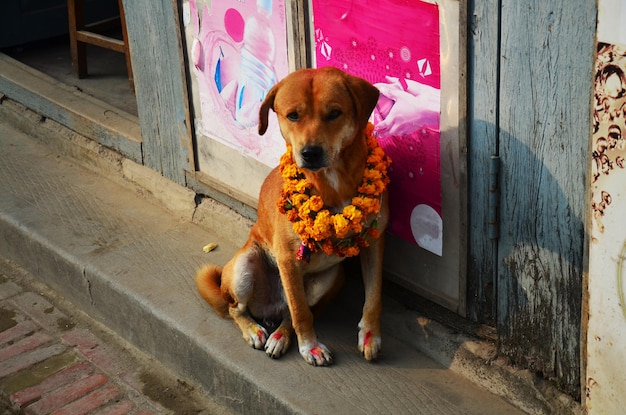 Cães Kukkur Tihar ou Kukur no festival de luzes diwali no segundo dia do festival religioso cão nepalês são homenageados e adorados pelo povo nepalês na cidade de Thamel em Kathmandu Nepal