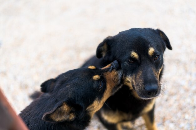 Cães lambendo um ao outro