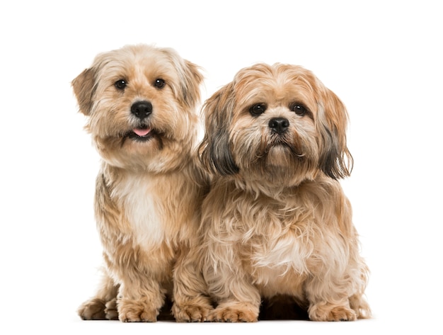 Cães lhasa apso sentados juntos