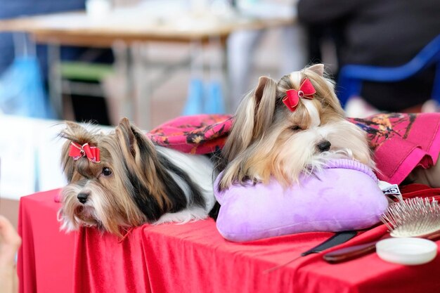 Cães maravilhosos Beaver Yorkshire Terrier relaxam em travesseiros durante uma exposição de cães