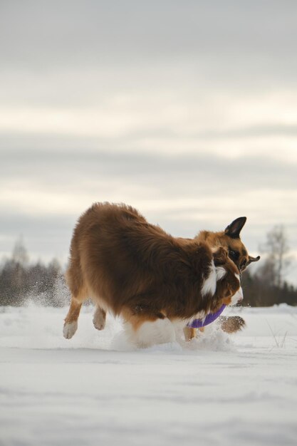 cães melhores amigos brincando no parque de neve de inverno juntos