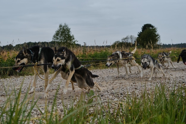 Cães mestiços fortes e resistentes em arreios juntos começam a puxar e correr para a frente