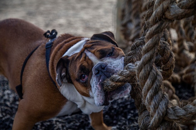 cães militares