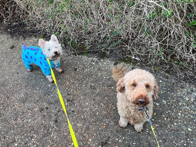 Foto cães na estrada