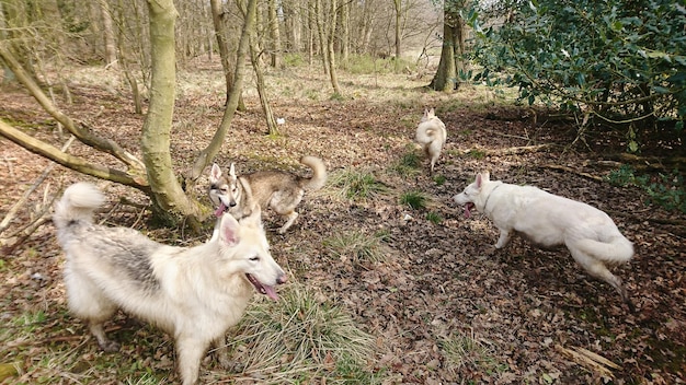 Cães na floresta