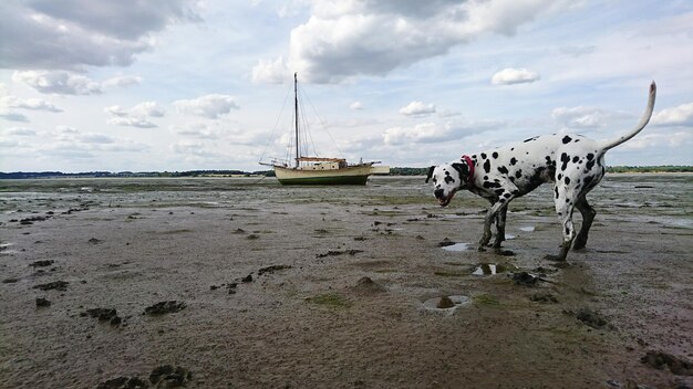 Foto cães na praia de barco contra o céu