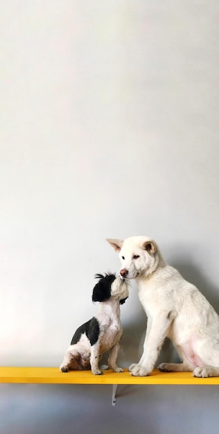Cães na prateleira contra a parede branca