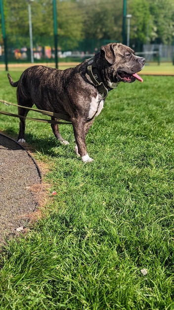 Cães no campo gramado