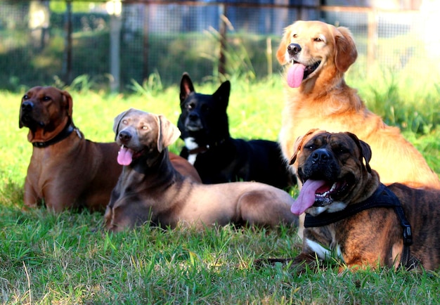 Cães no campo gramado