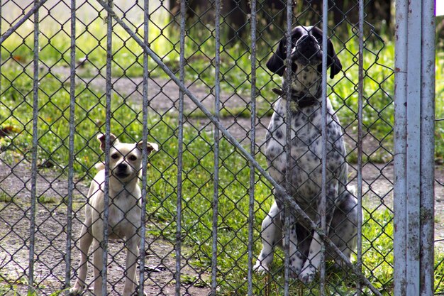 Cães no campo vistos através da cerca de cadeia