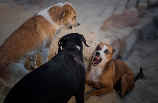 Cães no chão