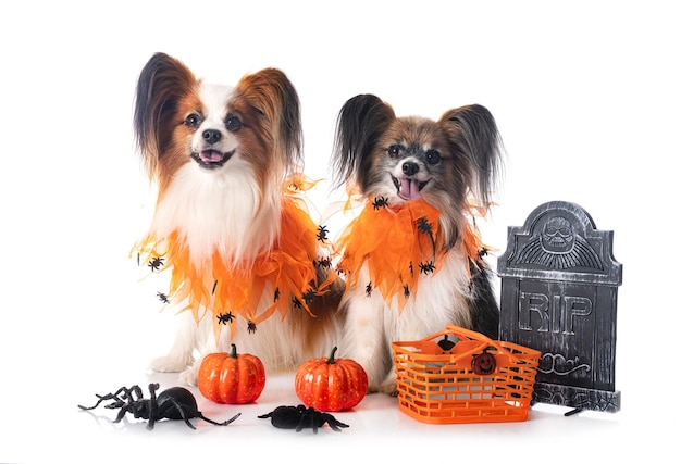 Cães Papillon e Halloween