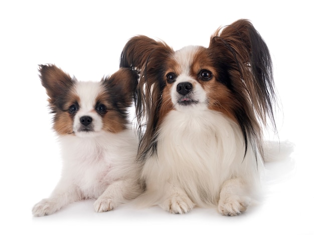 Cães Papillon em fundo branco