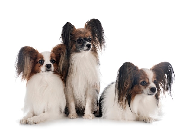 Cães papillon isolados no branco