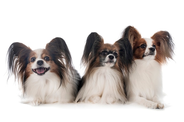 Cães papillon isolados no branco